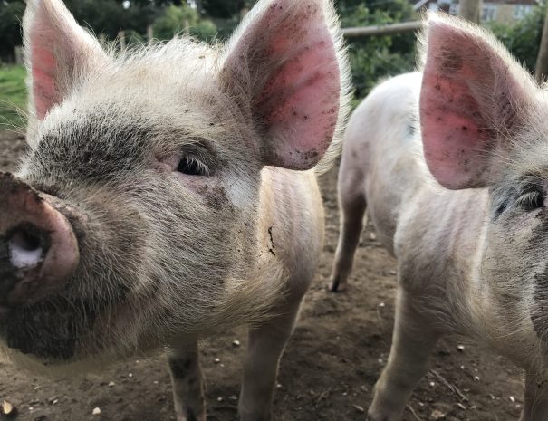 Friendly pigs
