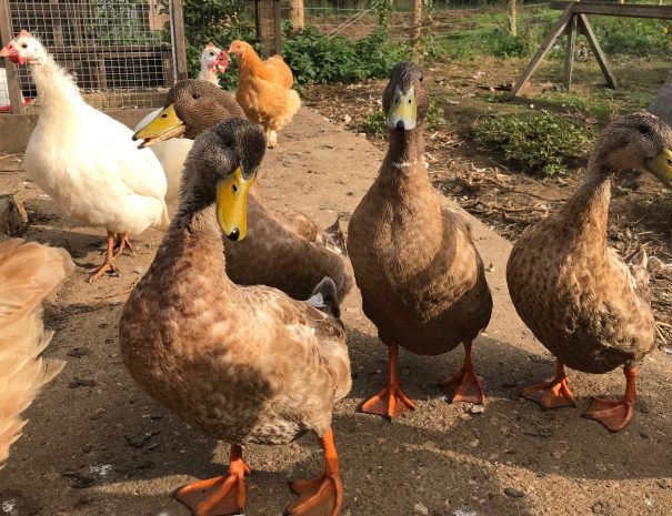 Inquisitive ducks