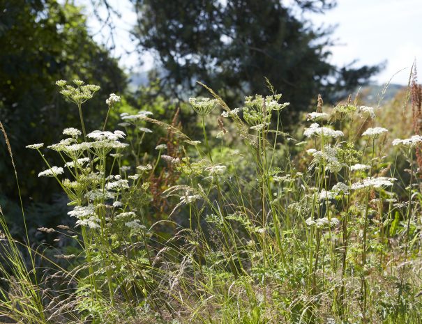 Wild meadow