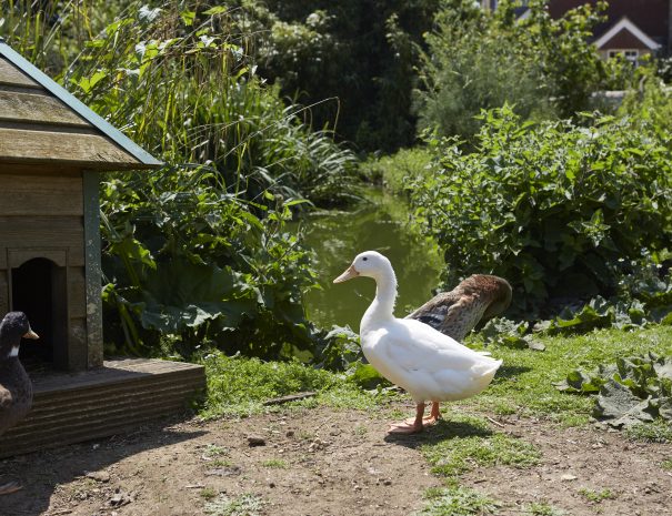 Friendly ducks
